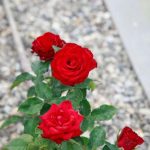 Hur bananskal är användbart för rosor: hur man förbereder ett effektivt gödningsmedel för frodiga blommor hur-bananskal-ar-anvandbart-for-rosor-hur-man-forbereder-ett.jpg