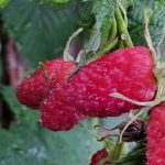 Hur man binder hallon: ett enkelt sätt att fördubbla bärskörden hur-man-binder-hallon-ett-enkelt-satt-att-fordubbla-barskorden.jpg