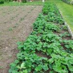 Hur man matchar växter i samma säng: små knep för en stor skörd hur-man-matchar-vaxter-i-samma-sang-sma-knep-for.jpg