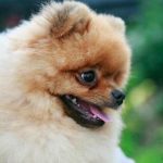 Hur man sköter en valp: steg-för-steg-instruktioner för lugna procedurer hur-man-skoter-en-valp-steg-for-steg-instruktioner-for-lugna-procedurer.jpg