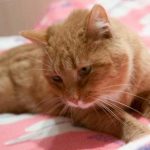 Hur många leksaker en katt behöver för att vara helt lycklig: här är vad zoopsykologer säger hur-manga-leksaker-en-katt-behover-for-att-vara-helt.jpg