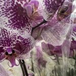 Vad du ska göra om din orkidé inte har blommat på flera år: hur rätt "stress" kan stimulera blomningen vad-du-ska-gora-om-din-orkide-inte-har-blommat.jpeg