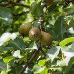 Varför beskära fruktträd två gånger om året: den dolda innebörden av ett enkelt förfarande varfor-beskara-frukttrad-tva-ganger-om-aret-den-dolda-inneborden.jpg