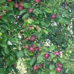 Varför beskärning av äppelträd ökar avkastningen: hur man fördelar trädets kraft på rätt sätt varfor-beskarning-av-appeltrad-okar-avkastningen-hur-man-fordelar-tradets.jpg