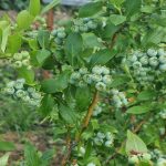 Varför blåbär i trädgården inte bär frukt: hur pH-nivåer påverkar skörden varfor-blabar-i-tradgarden-inte-bar-frukt-hur-ph-nivaer-paverkar.jpg