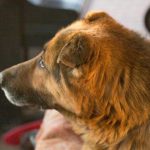 Varför din hund ligger på rumpan på golvet: 3 huvudorsaker förutom maskar varfor-din-hund-ligger-pa-rumpan-pa-golvet-3-huvudorsaker.jpg