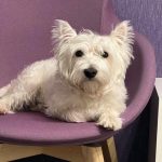 Varför din hund rullar sig före sänggåendet: hur uråldriga instinkter påverkar ditt husdjurs beteende varfor-din-hund-rullar-sig-fore-sanggaendet-hur-uraldriga-instinkter.jpg