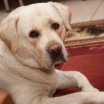 Varför din hund verkligen förstår dig: de icke uppenbara signalerna som vi går miste om varfor-din-hund-verkligen-forstar-dig-de-icke-uppenbara-signalerna.jpg