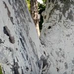 Varför du behöver vitkalka träd på hösten: de främsta anledningarna till att skydda barken före frosten varfor-du-behover-vitkalka-trad-pa-hosten-de-framsta-anledningarna.jpg