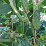 Varför gurkor är bittra och missformade: Hur bevattningsmisstag stjäl din skörd varfor-gurkor-ar-bittra-och-missformade-hur-bevattningsmisstag-stjal-din.jpg