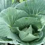 Varför spruta kålbäddar med valerianlösning: verkningsmekanism mot större skadedjur varfor-spruta-kalbaddar-med-valerianlosning-verkningsmekanism-mot-storre-skadedjur.jpg